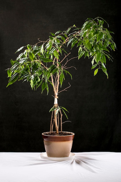 Kamerplant in een pot op een tafel tegen een donkere achtergrond