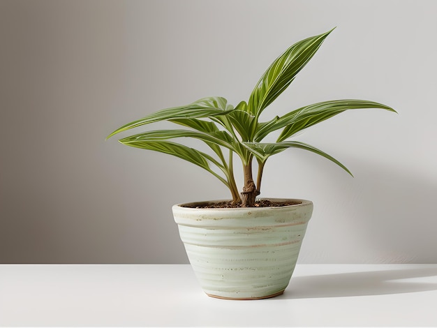 Kamerplant in pot geïsoleerd in witte heldere achtergrond decoratieve kamerplant AI gegenereerde afbeelding
