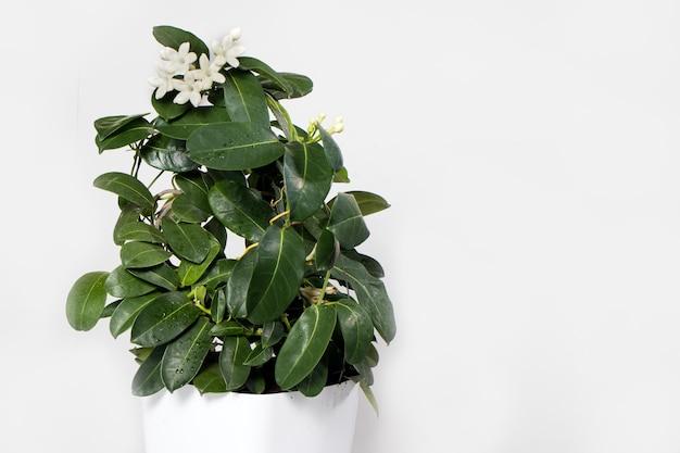 Kamerplant jasmijn stephanotis bloem in een pot bloeit op een witte achtergrond isoleren met plaats voor tekst