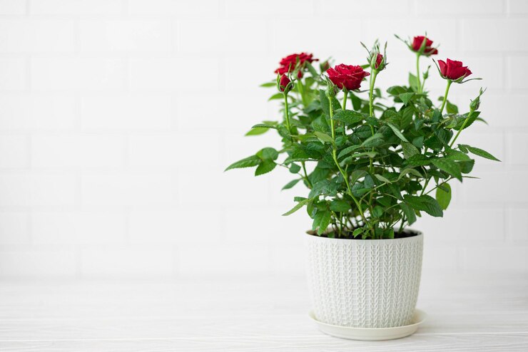 Kamerplant mini roos met rode bloemen in een pot