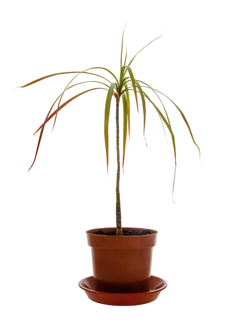 Kamerplant potpalm Dracaena marginata