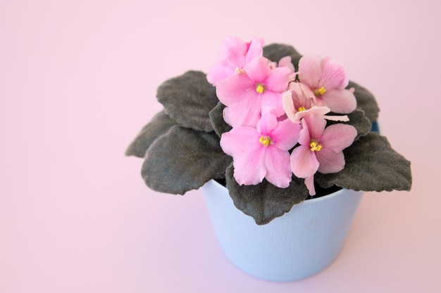 Kamerplant roze violette bloemen in een blauwe pot op een roze achtergrond
