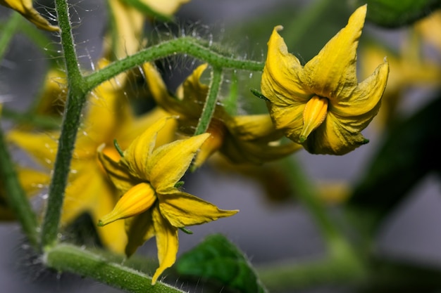 Kamerplant tomaat bloeit op een balkon in een stadsappartement close-up