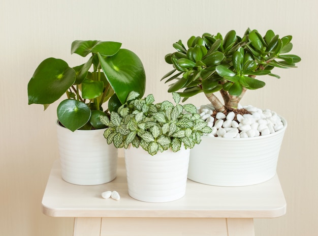 Kamerplanten fittonia albivenis, crassula ovata, peperomia in witte potten