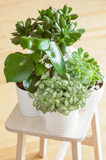 Kamerplanten fittonia albivenis, peperomia, crassula ovata, echeveria in witte potten