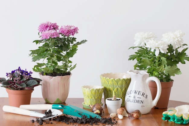 Kamerplanten in een pot op tafel