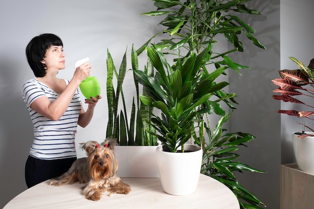 Kamerplanten in witte potten in interieur Verzorging van kamerplanten en huisdieren