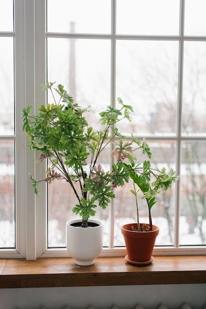 Kamerplanten op de vensterbank in de woonkamer als decor