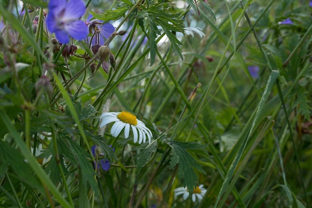 Kamille bloeit in het groene gras. Wilde bloemen in de wei.