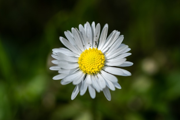 Kamille bloem close-up met donkergroene achtergrond.