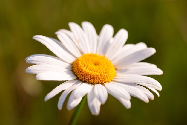 Kamille bloem onder zonlicht, close-up shot. Zomer bloementhema, tederheid van de natuur.