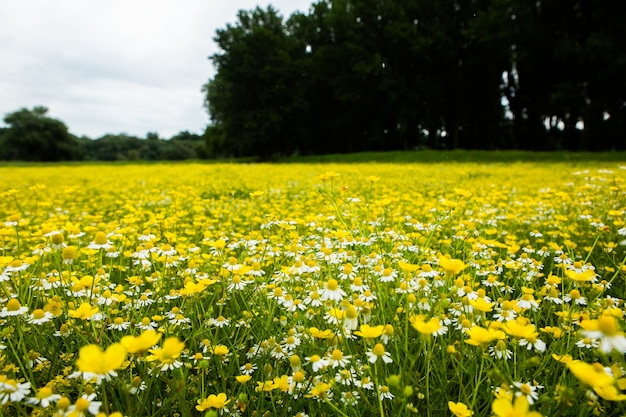 Kamille bloem veld in een mooie zonnige dag