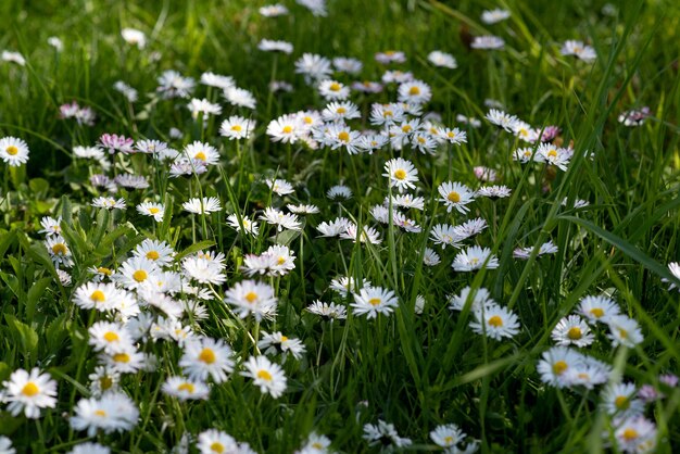 Kamille bloem veld Kamille in de natuur Veld van kamille op zonnige dag in de natuur Kamille madeliefjebloemen in zomerdag Kamille bloemen veld brede achtergrond in zonlicht