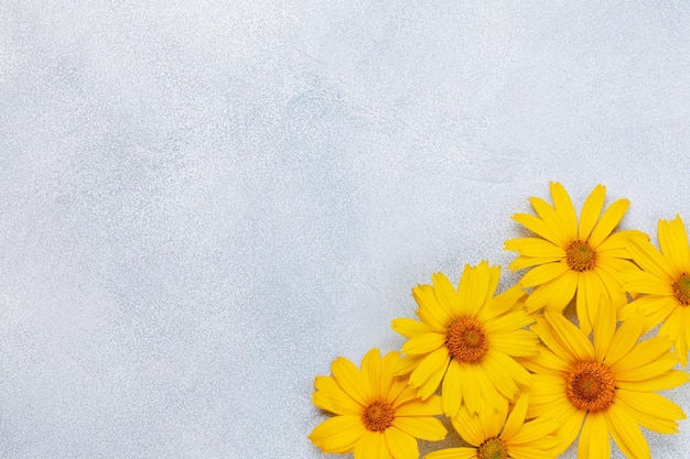 Kamille bloemen achtergrond tuin madeliefje