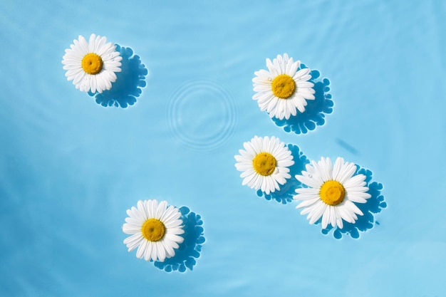 Kamille bloemen drijvend op het water Bovenaanzicht plat lag