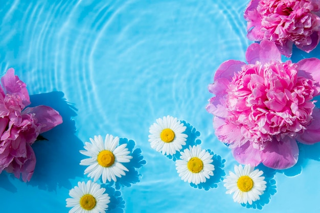Kamille bloemen en pioenrozen drijvend op het water op een blauwe achtergrond Bovenaanzicht plat lag