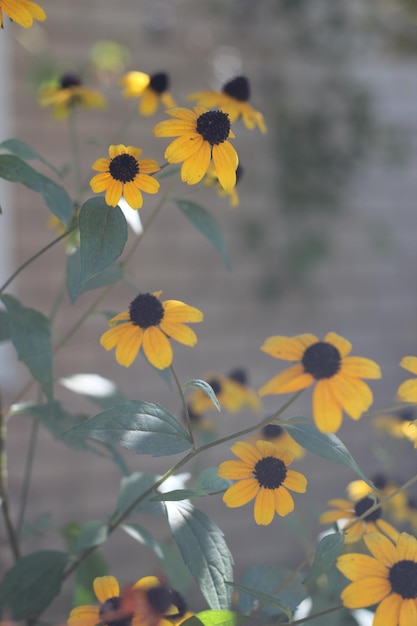 Kamille bloemen in de tuin behang