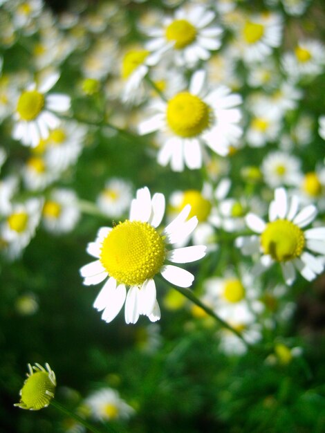 Kamille bloemen in groen gebladerte foto