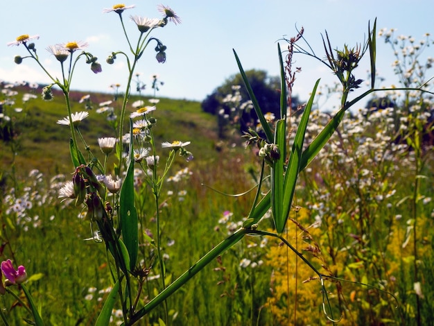 Foto kamille bloemen in het veld de lucht is op de rug onscherpe achtergrond