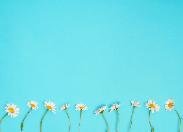 Kamille bloemen op blauwe achtergrond. plat lag, bovenaanzicht, kopieer ruimte.