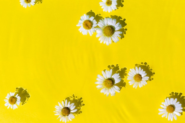 Kamille bloemen op een gele water achtergrond. Bovenaanzicht plat lag.