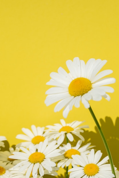 Kamille bloemen op een heldere gele achtergrond, kopieer ruimte voor tekst.