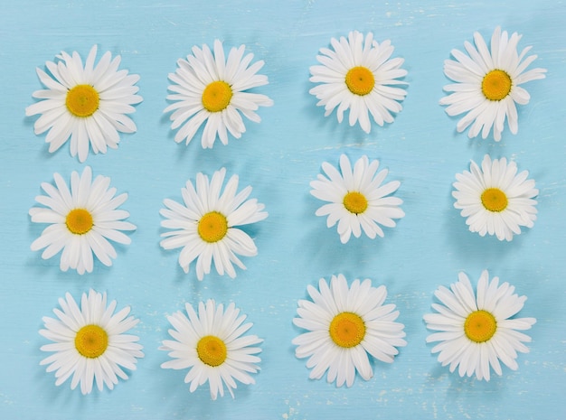 Kamille bloemen op lichtblauwe houten achtergrond Plat lag samenstelling Bovenaanzicht