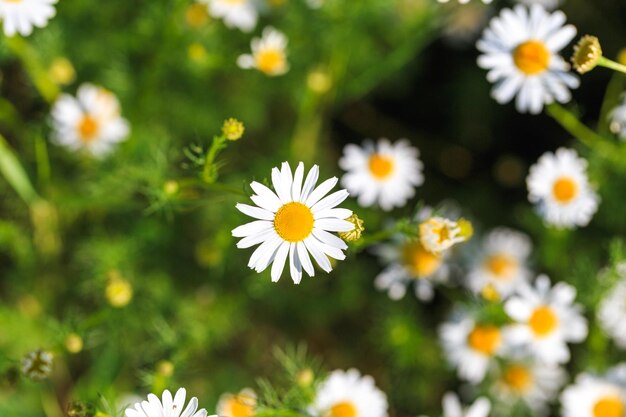 Kamille bloemen veld Een prachtige natuurlijke scène met bloeiende medische bloemen Zomer achtergrond