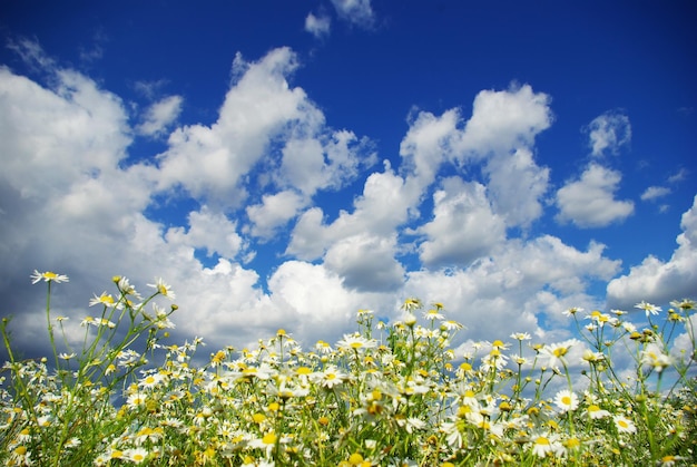 Kamille bloemen