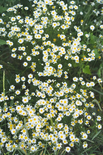 Kamille daisy bloemen in de zomer dag kamille bloemen veld