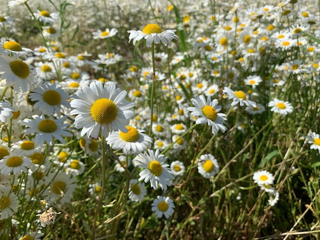 Kamille groot veld wilde witte bloemen in de natuur