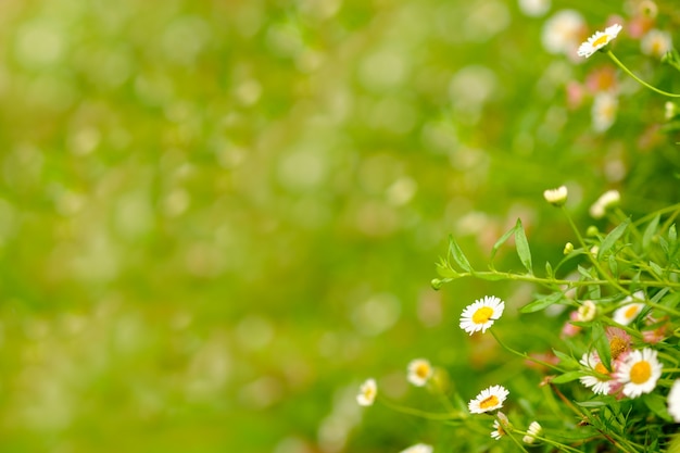 Kamille het groeien in kleine tuin, is bloem en onduidelijk beeldachtergrond