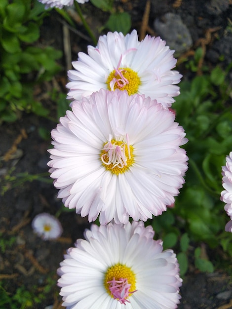 Kamille in de tuin