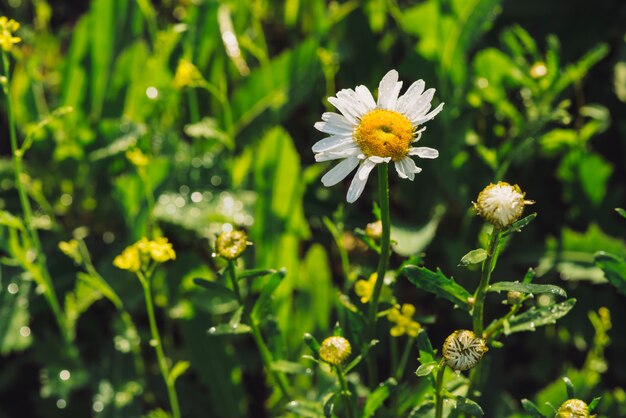 Kamille in regenval dichte omhooggaand. Daisy in zware regen in macro.