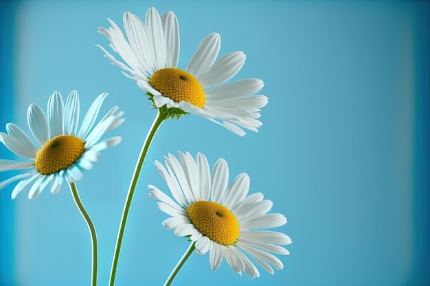 Foto kamille madeliefjebloemen op blauwe hemelachtergrond