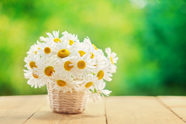 Kamille, madeliefjes boeket, boeket bloemen op groene natuur achtergrond.