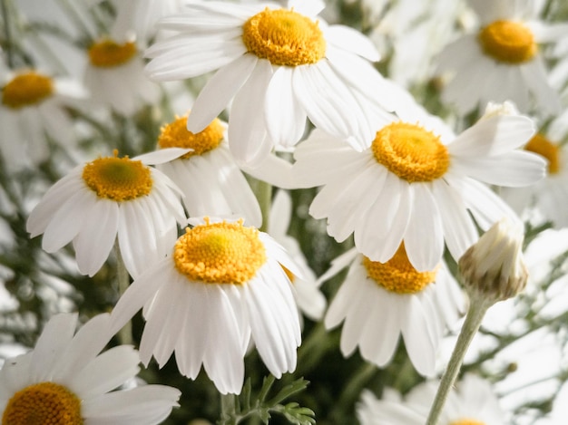 Kamille matricaria chamomilla l nural bloemenachtergrond van witte bloemen