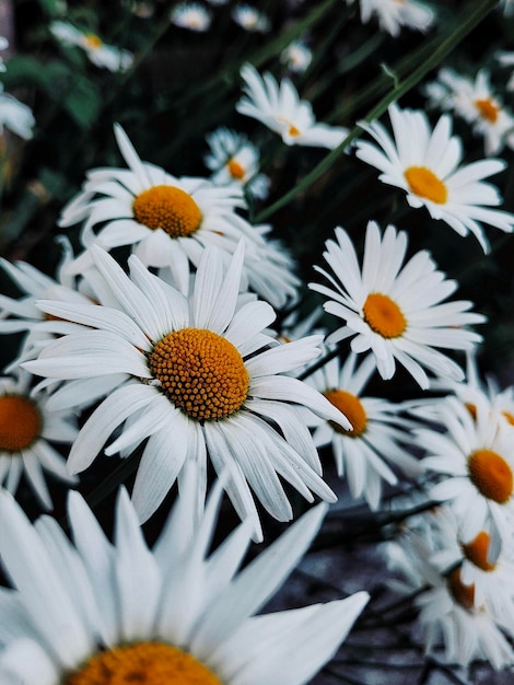 Kamille meisje bloem in de wei macrofotografie smalle focus bloeiende lente verticaal foto