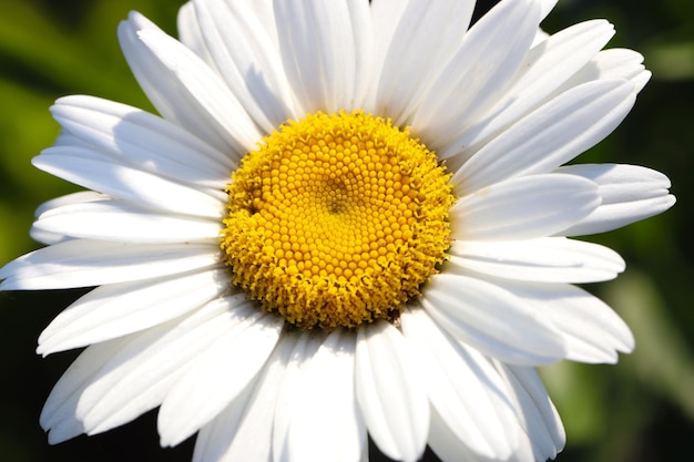 Kamille of kamille lente bloem macro foto close-up