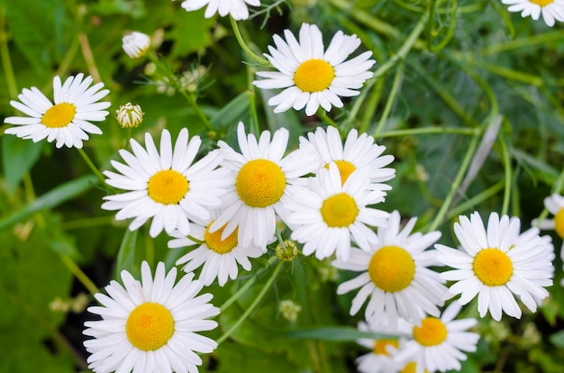 Kamille of ox-eye daisy weide bovenaanzicht achtergrond