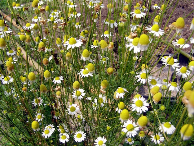 Kamille plant Chamaemelum gele bloem