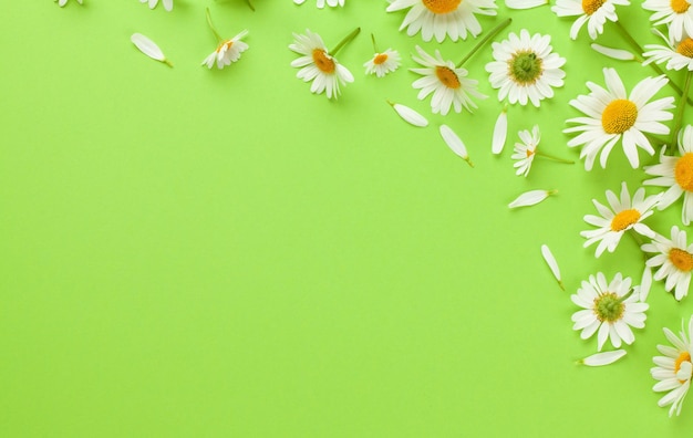 Kamille tuin bloemen op groene achtergrond