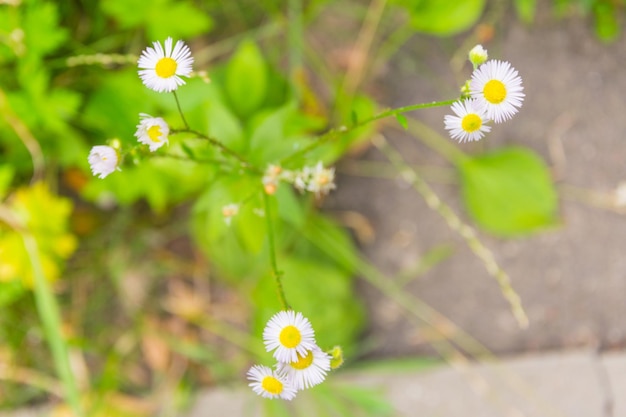 Kamille tuin witte bloemen van Duitse kamille madeliefje