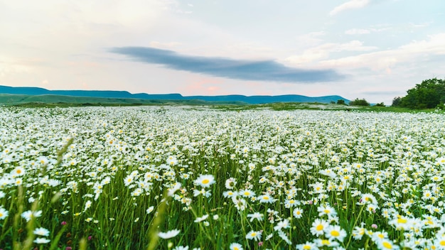 Foto kamille veld