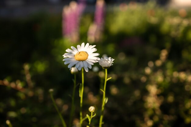 Kamillebloem in de stralen van de avondzon