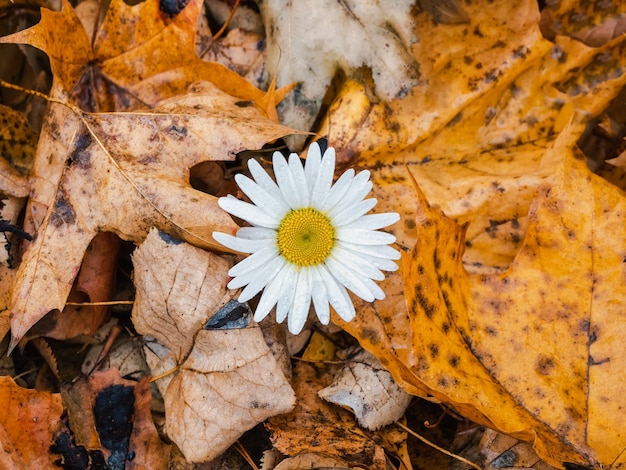 Kamillebloem onder gele herfstbladeren. Kamille onder de gevallen bladeren, in de late herfst concept.