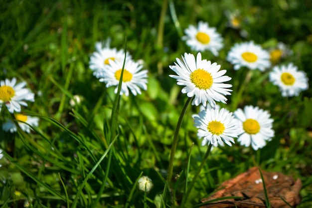 Kamillebloem tussen groen gras en bladeren