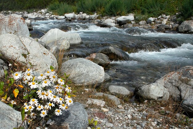 Kamillebloemen dichtbij duidelijke bergrivier, zomerlandschap, concept van ecologisch schoon milieu