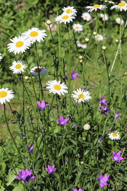 Kamillebloemen en boshyacinten