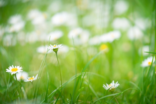 Kamillebloemen op de groene graslente selectieve nadruk als achtergrond